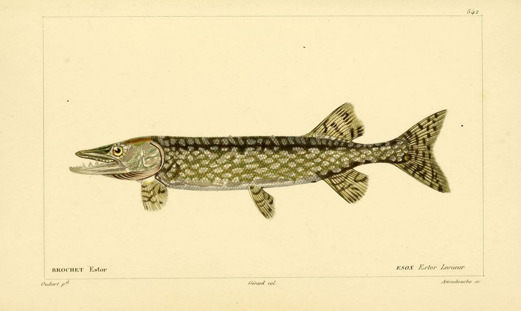 Esox lucius Linnaeus, 1758